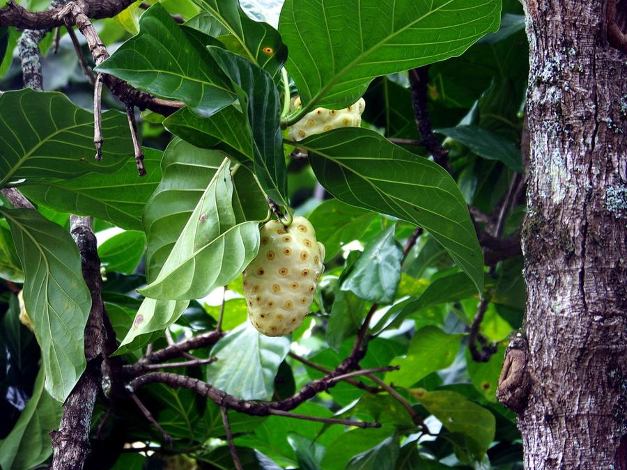 noni-fruit