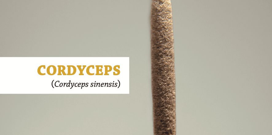 cordyceps-sinensis